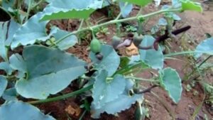 aristolochia indica leaf powder | aadu theendaapaalai / ishwarmul / hookabel | 100% natural dried herbal powder | 100g pack | herbal immunity & detox support