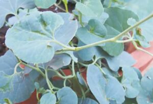 aristolochia indica leaf powder | aadu theendaapaalai / ishwarmul / hookabel | 100% natural dried herbal powder | 100g pack | herbal immunity & detox support