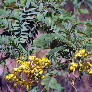 Home Tanner’s cassia flower, Senna Auriculata, Aavaram poo, Tarwar, Tangadi, Olle tangadi, Tagedu dryed pack of 100 Grams