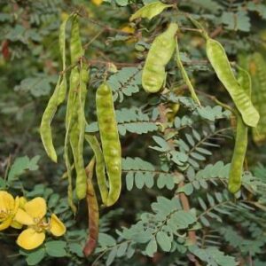 Tanner’s cassia flower, Senna Auriculata, Aavaram poo, Tarwar, Tangadi, Olle tangadi, Tagedu dryed pack of 100 Grams