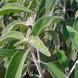 Home Lamp wick, Pei Viratti, kubera vilakku thiri ,kubera lamp wick, kuber deepak baatee, kubera viḷakk tiri, Kubēra dīpapu vatti pack of 50 leaf