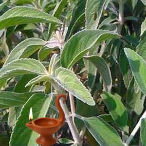 Home Lamp wick, Pei Viratti, kubera vilakku thiri ,kubera lamp wick, kuber deepak baatee, kubera viḷakk tiri, Kubēra dīpapu vatti pack of 50 leaf