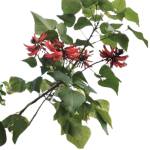 Anu’s Herbals Indian Coral Tree Leaf Powder [ Kalyana Murungai ]| Natural Herbal Supplement | Immunity & Wellness Support | 100% Pure & Chemical-Free | 200g